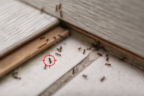 Walcott, IA Pest Control Company