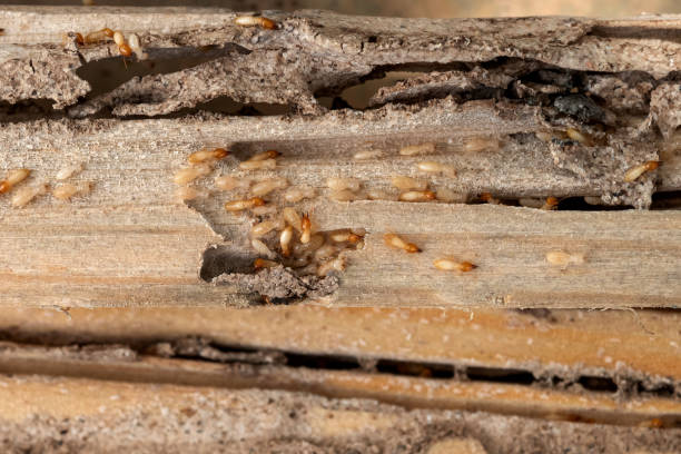 Best Commercial Pest Control Services  in Walcott, IA