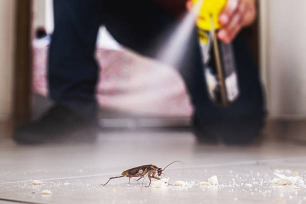 Wasp Removal Services in Walcott, IA