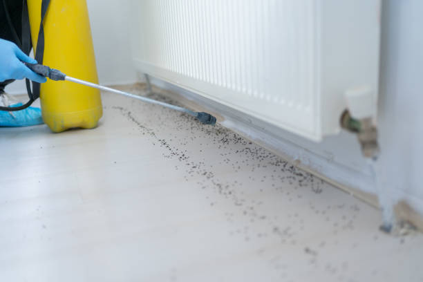 Best Insect Control  in Walcott, IA
